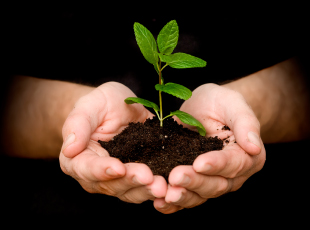 自家歯牙移植、再植